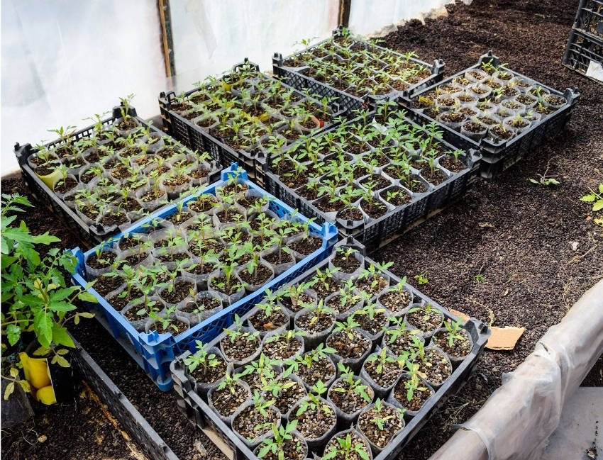 Many many seedlings